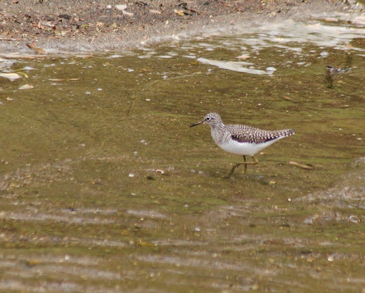 Solitary Sandpiper - Ted Wilson