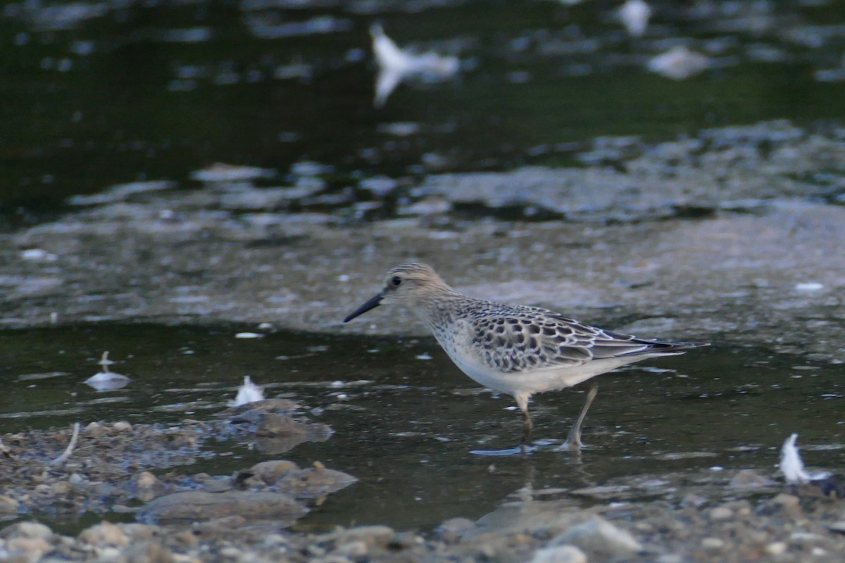 Baird's Sandpiper - ML33705211