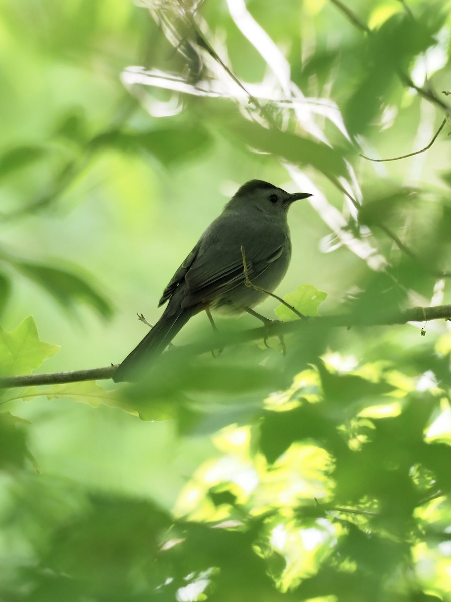 Gray Catbird - ML337052421