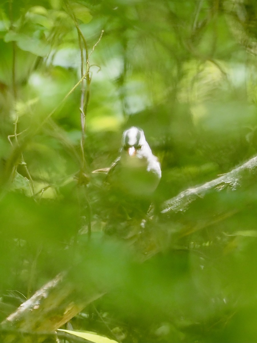 White-crowned Sparrow - ML337052441
