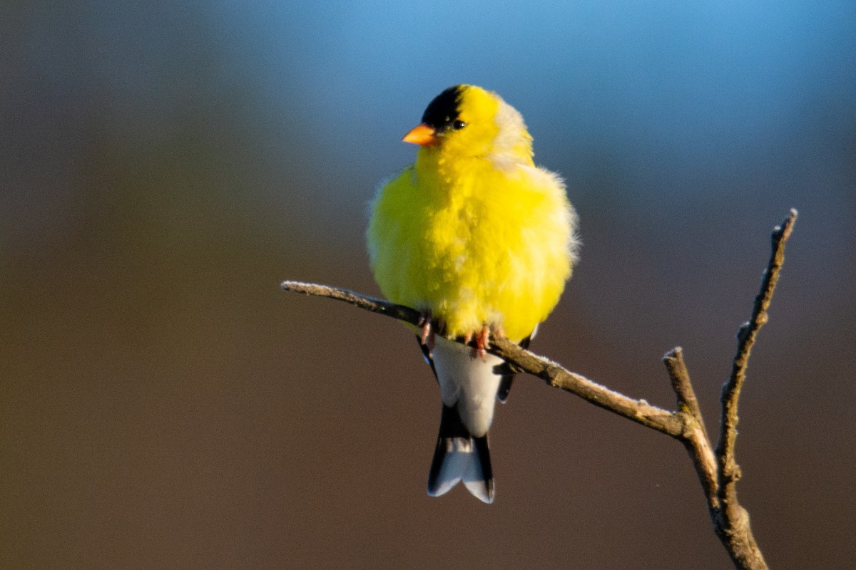 American Goldfinch - ML337052701