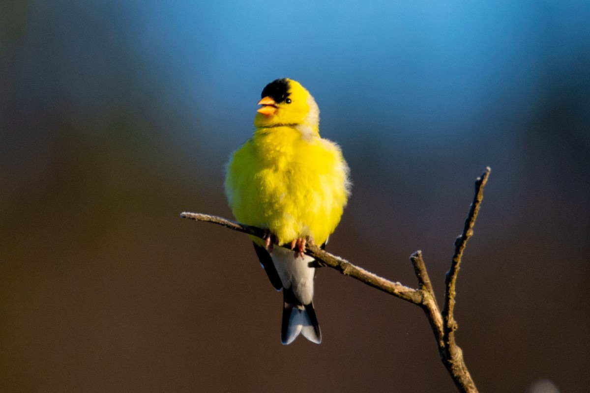 American Goldfinch - ML337052721