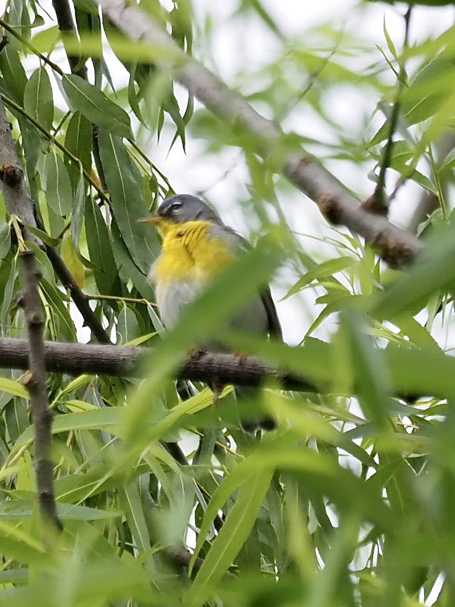 Northern Parula - Melanie Crawford