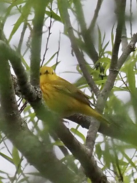 Yellow Warbler - ML337052891