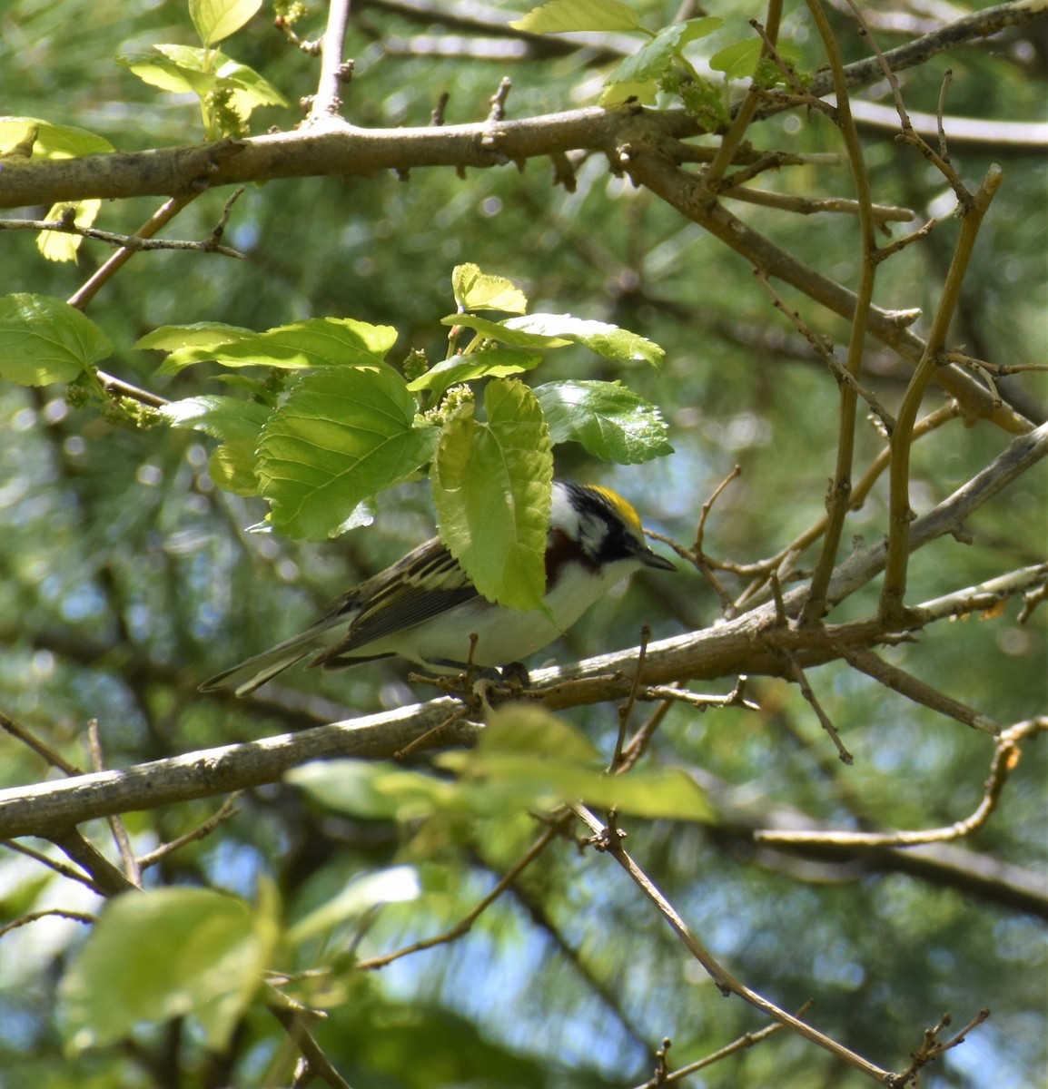 Chestnut-sided Warbler - ML337054011