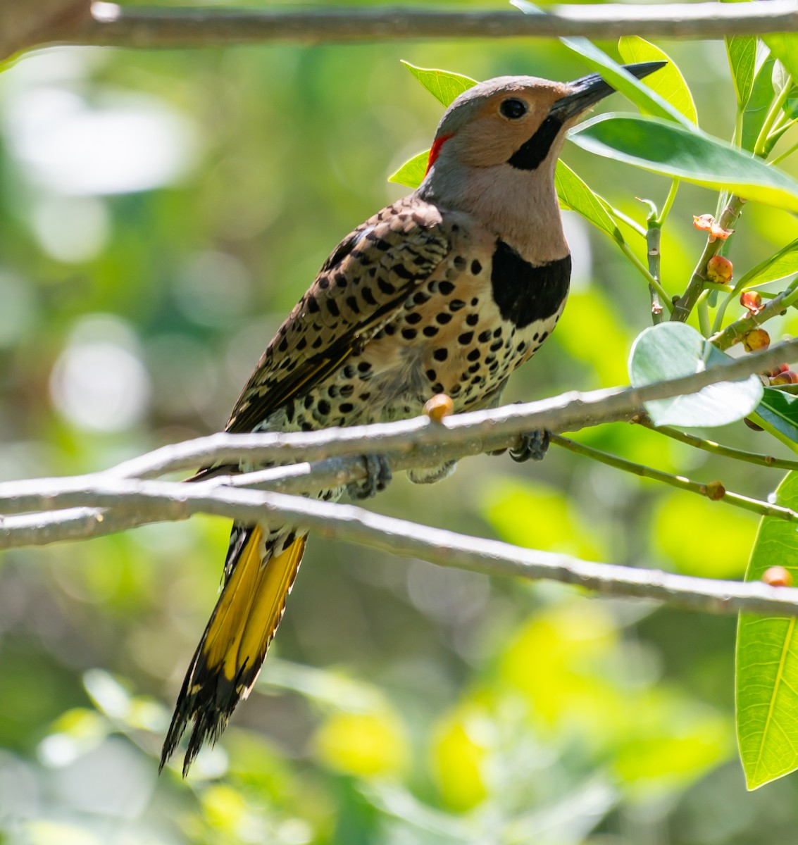 Northern Flicker - ML337054031