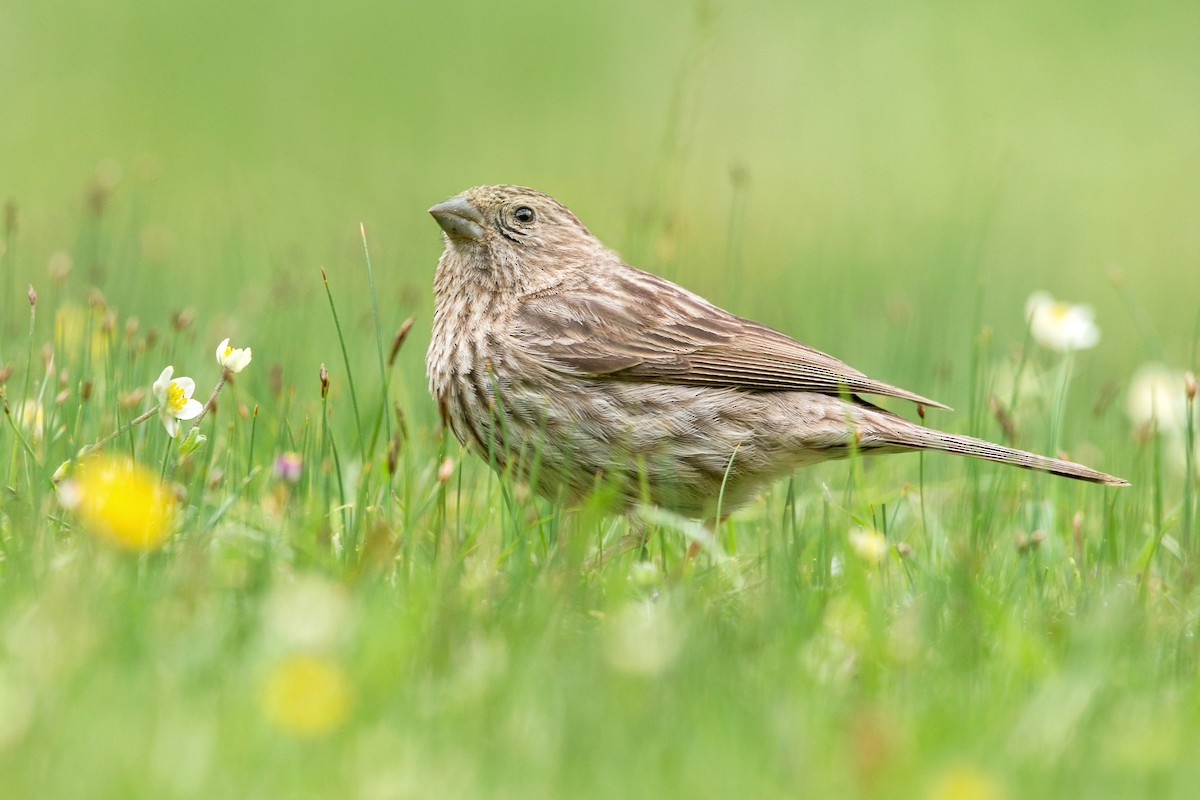 Pink-rumped Rosefinch - ML337054851