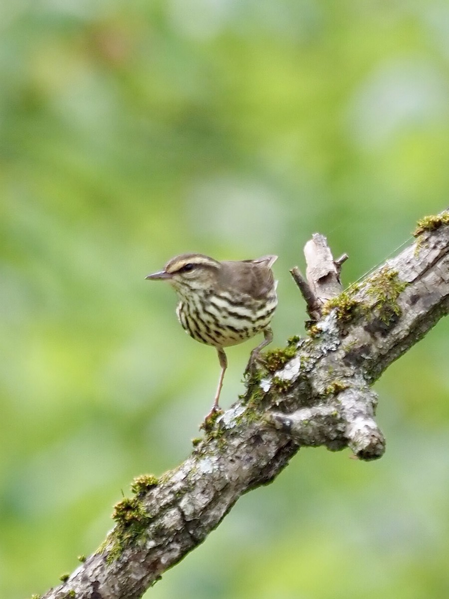 Northern Waterthrush - ML337055551