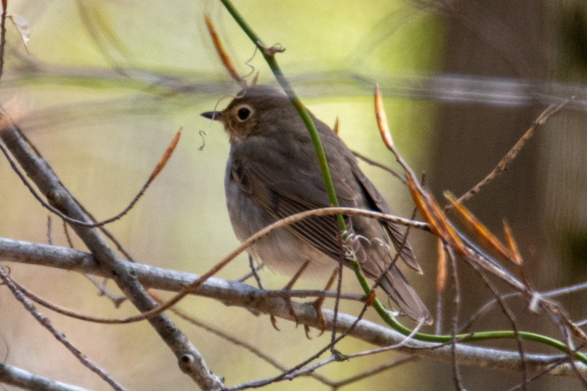 Swainson's Thrush - Tanya Smythe