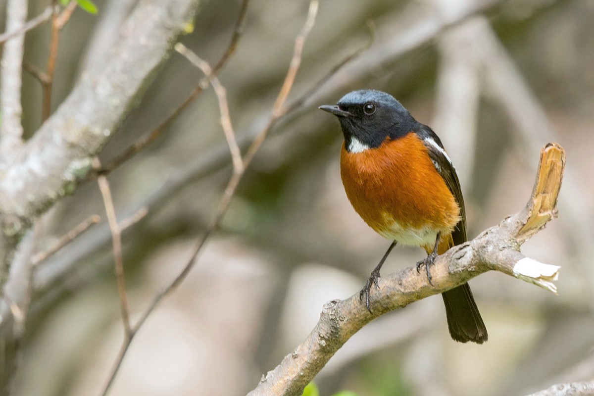 White-throated Redstart - David Irving