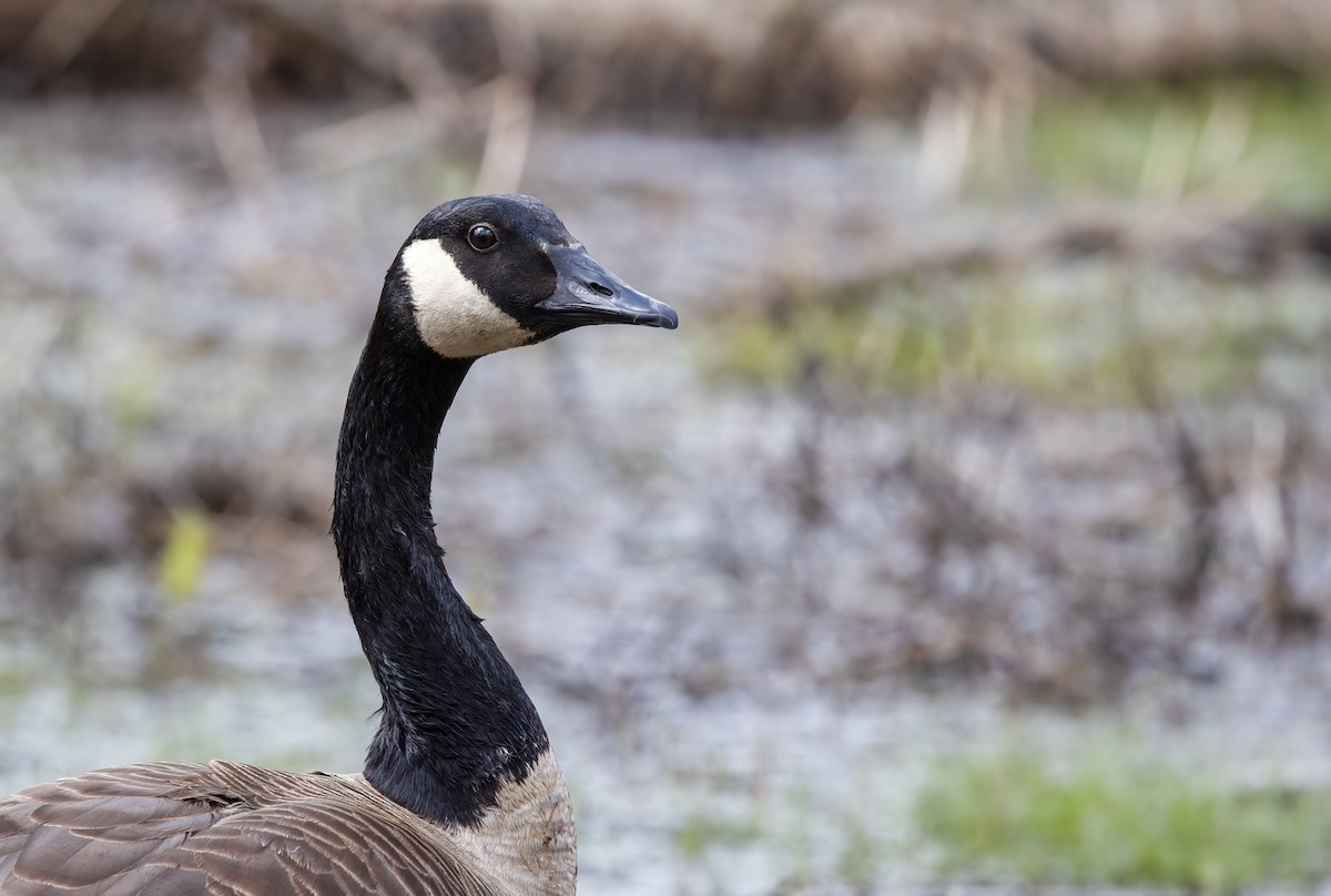 Canada Goose - Suzanne Labbé