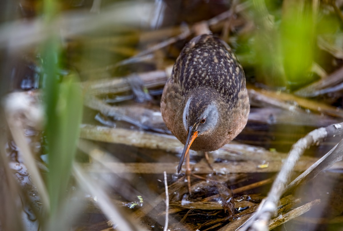 Virginia Rail - ML337056891