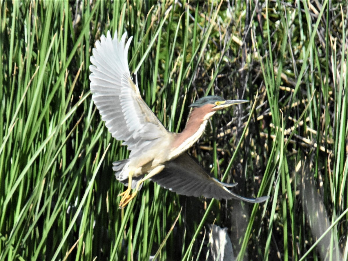 Green Heron - ML337057431