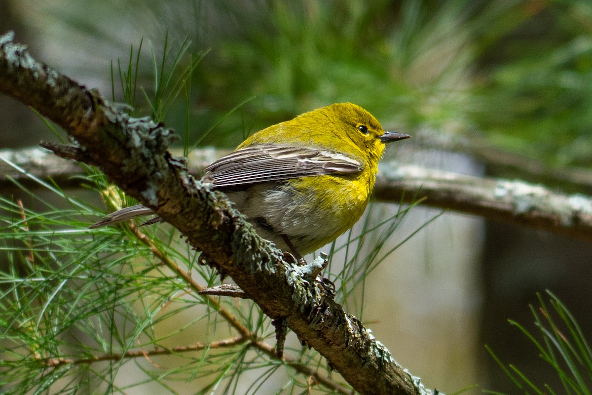 Pine Warbler - ML337057621