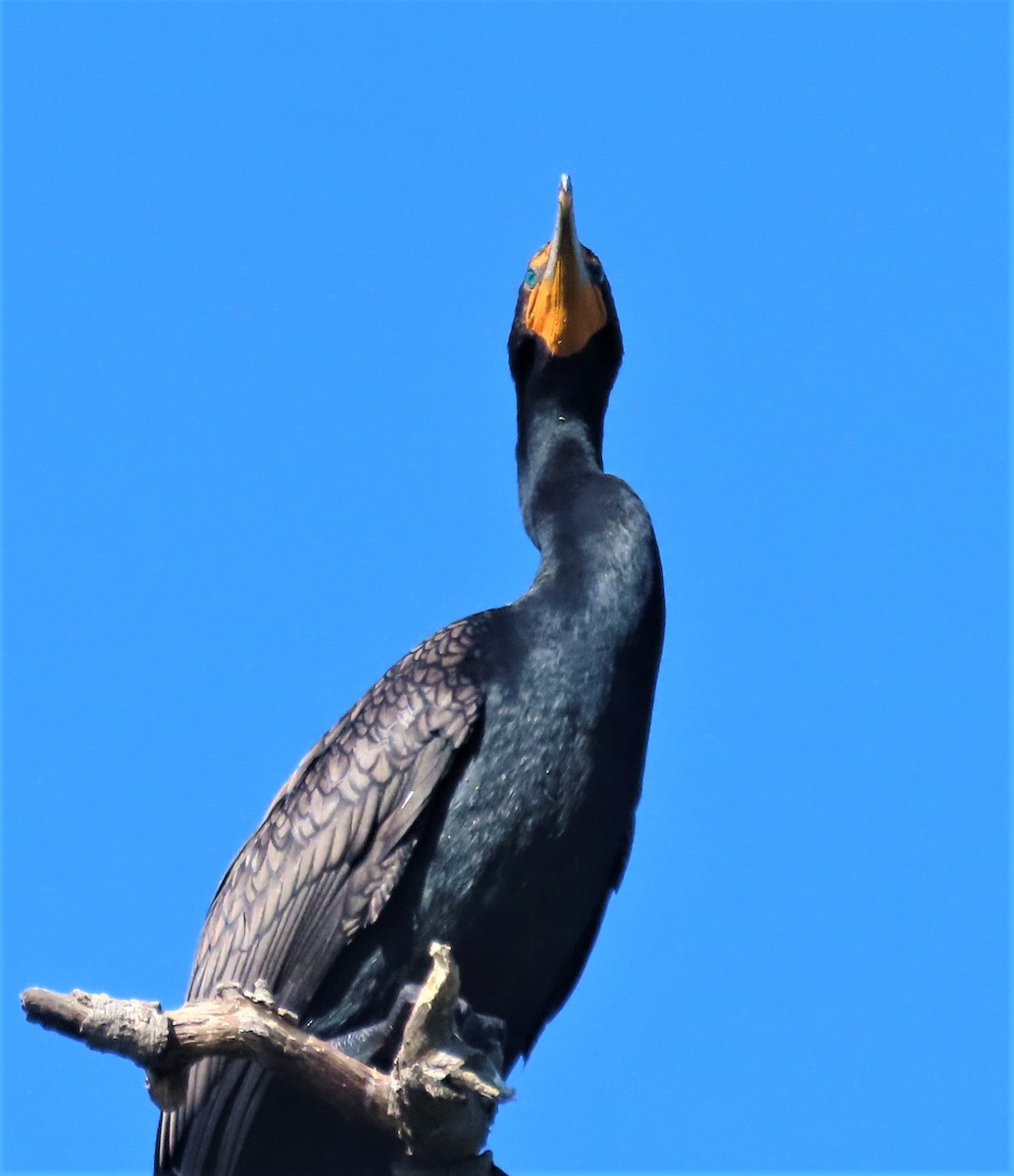 Double-crested Cormorant - Sami LaRocca