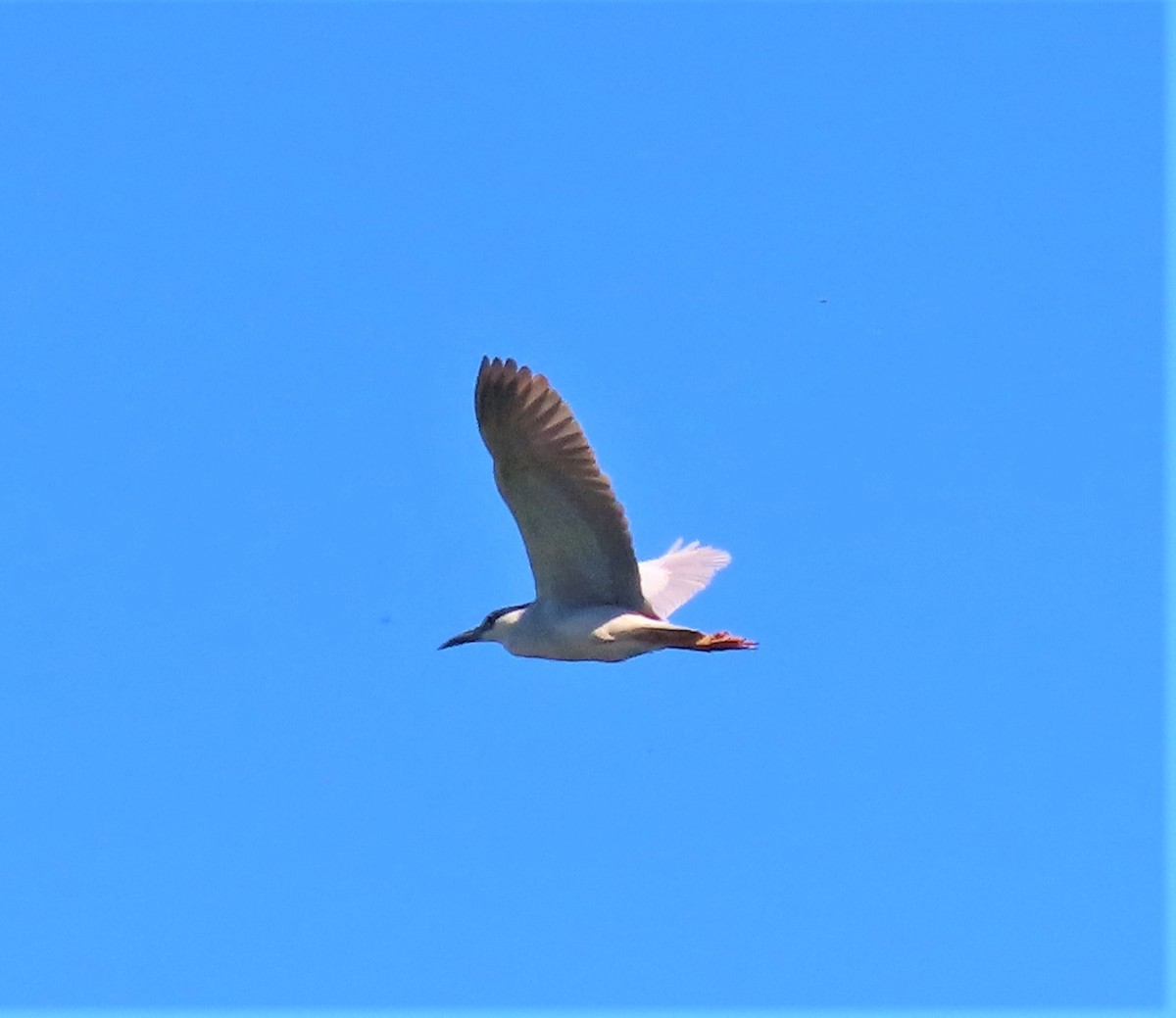 Black-crowned Night Heron - ML337058271