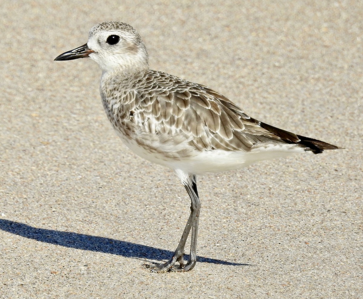 Black-bellied Plover - ML337058471