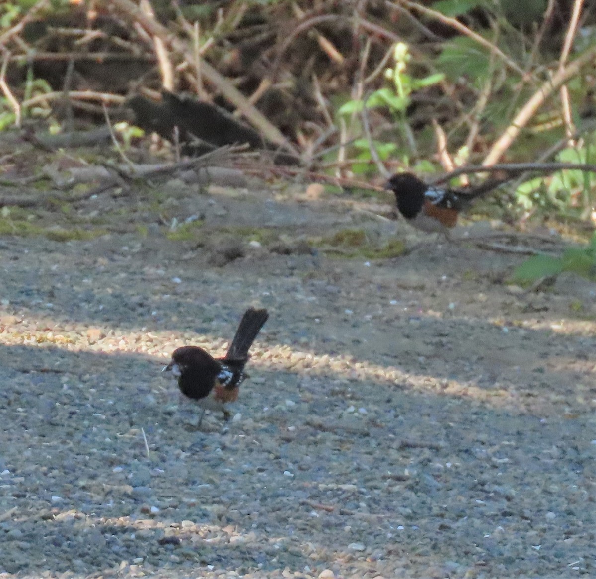Spotted Towhee - ML337058801