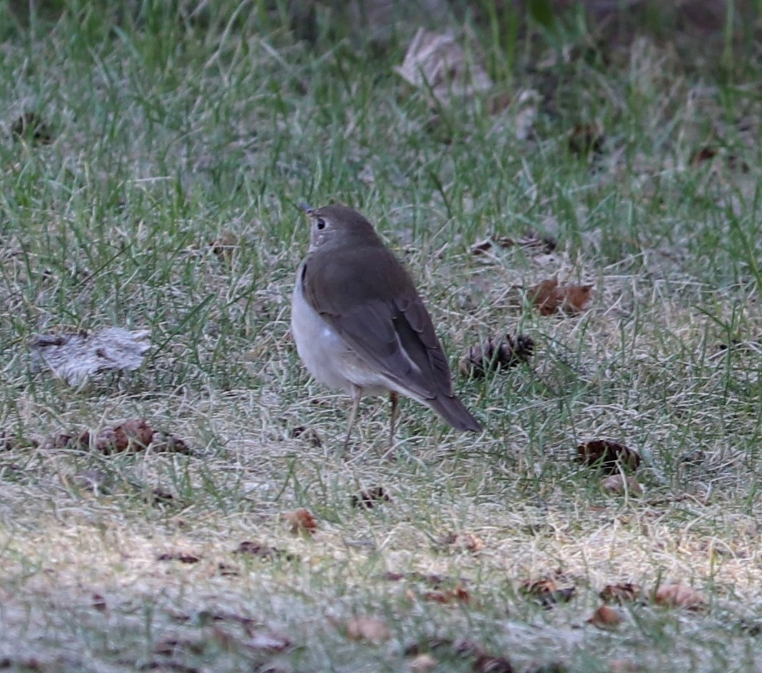 Gray-cheeked Thrush - Arthur Beague