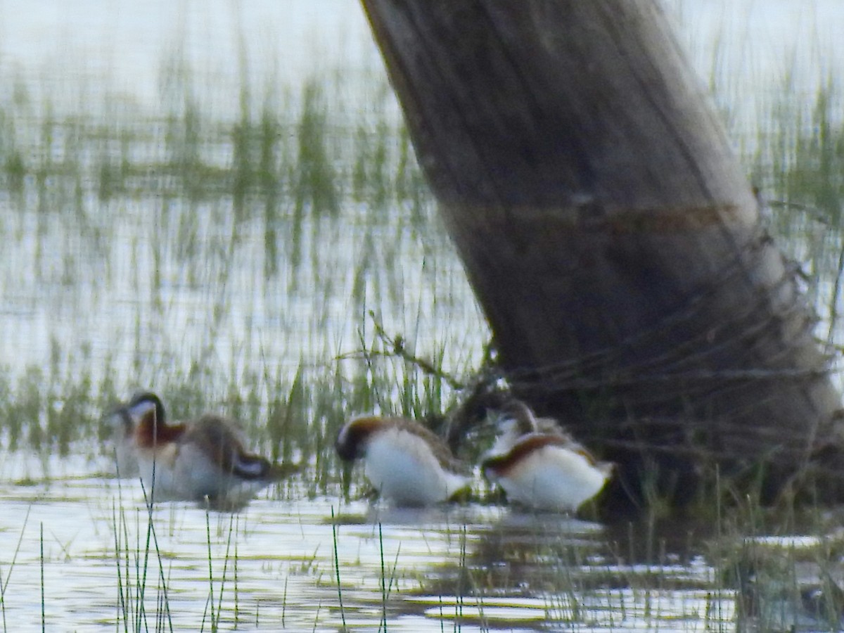 Phalarope à bec étroit - ML337059061