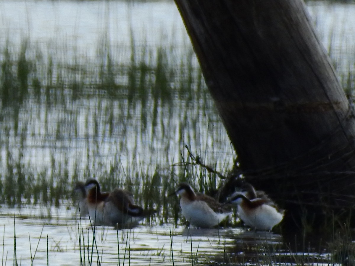 Red-necked Phalarope - ML337059211