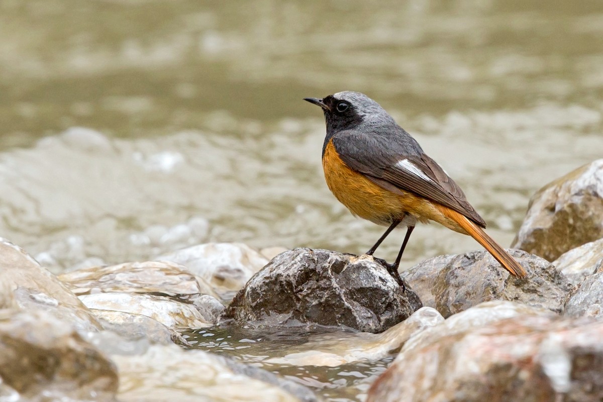 Hodgson's Redstart - David Irving