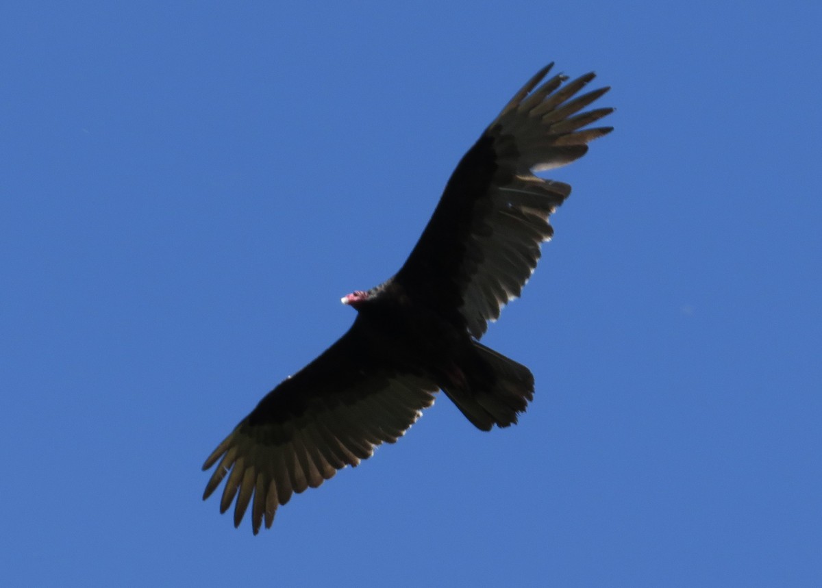 Turkey Vulture - ML337060891