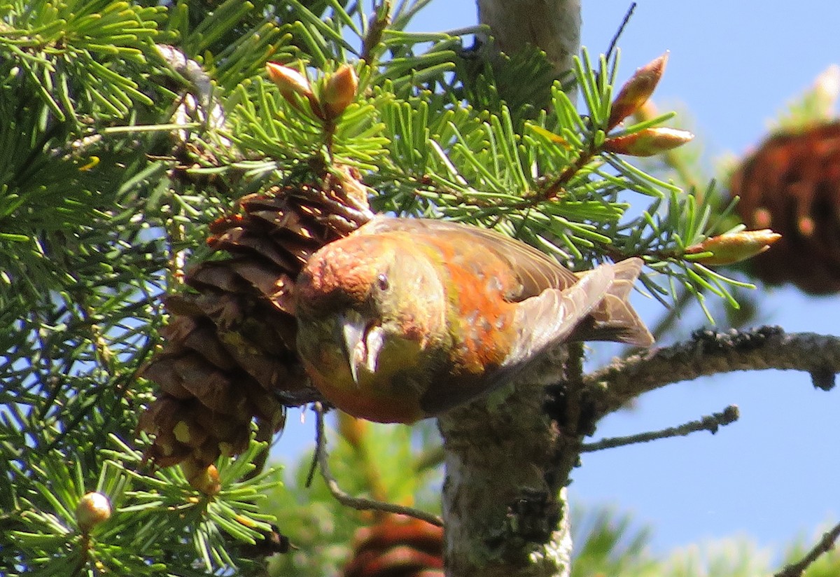 Red Crossbill - ML337060981