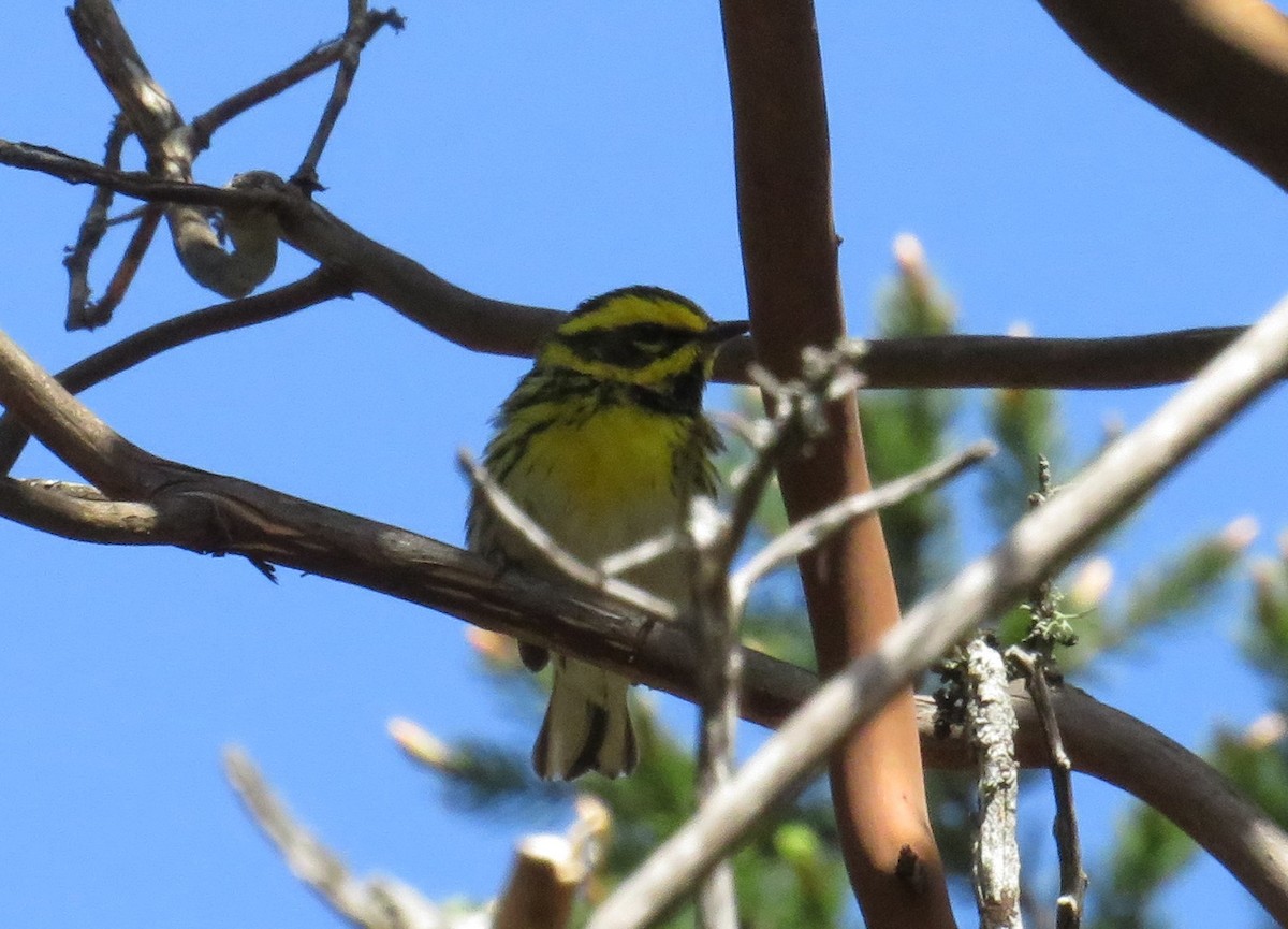 Townsend's Warbler - ML337061011