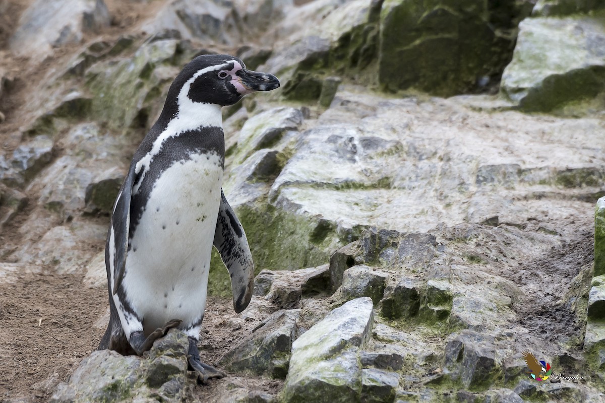 Humboldt Penguin - ML337061081