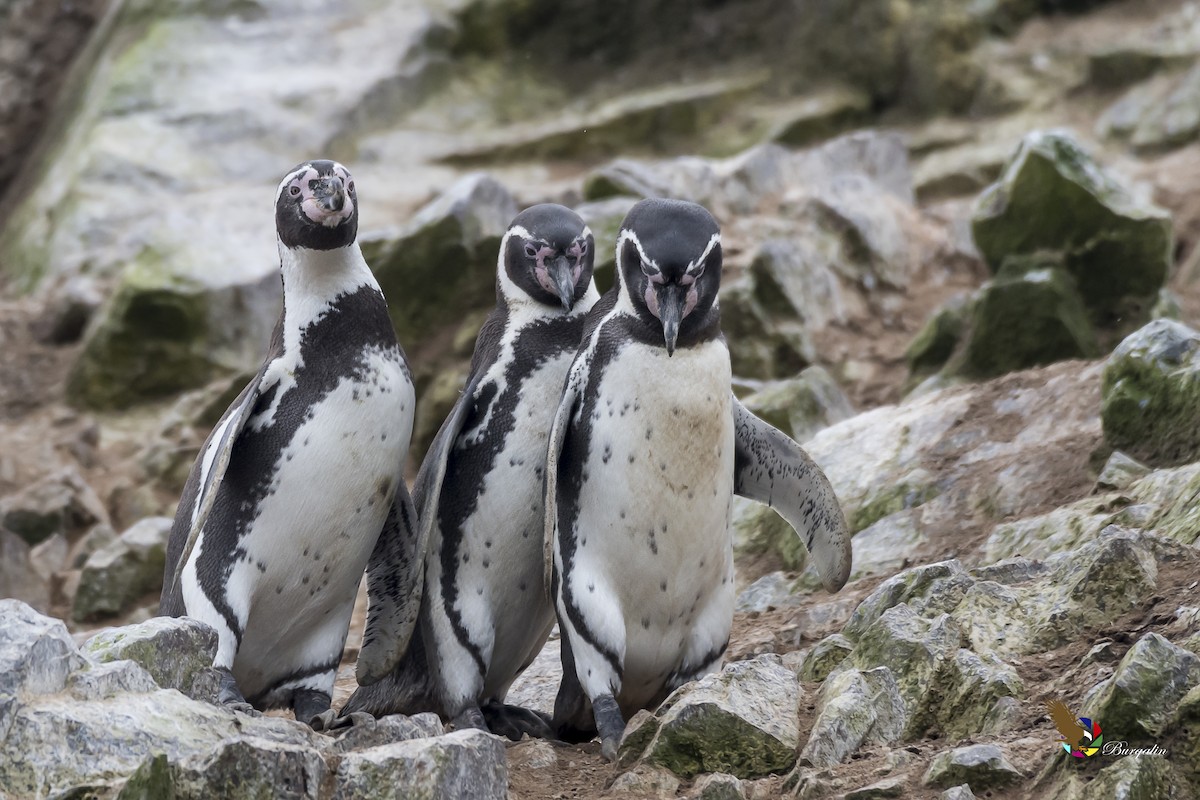 Humboldt Penguin - ML337061101