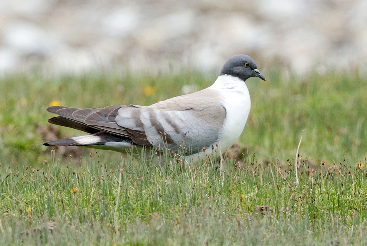 Snow Pigeon - ML337061431