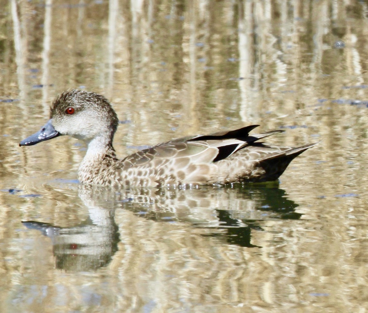 Gray Teal - ML337061881