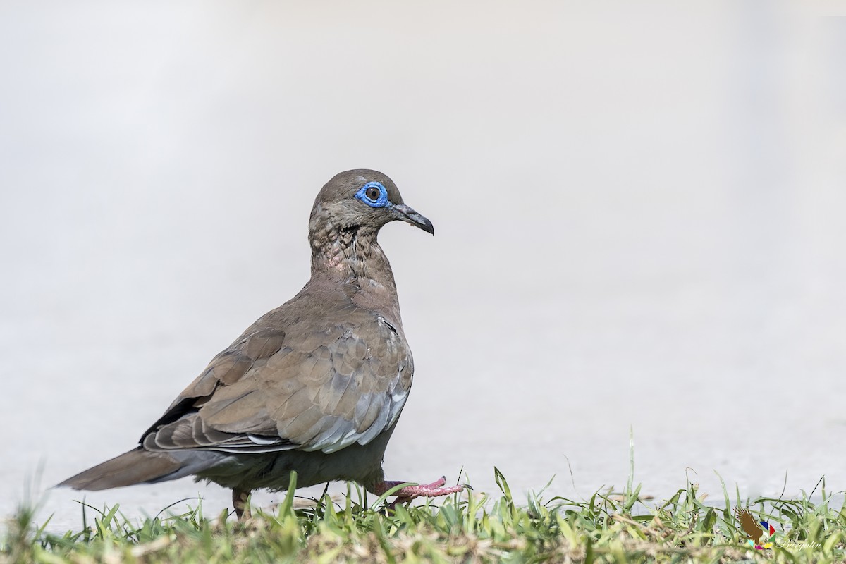 West Peruvian Dove - fernando Burgalin Sequeria