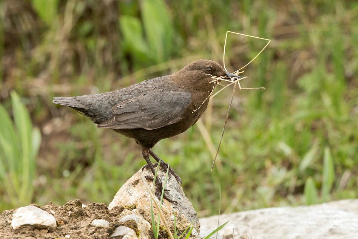 White-throated Dipper - ML337061991