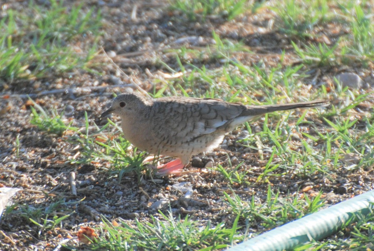 Inca Dove - ML337064531