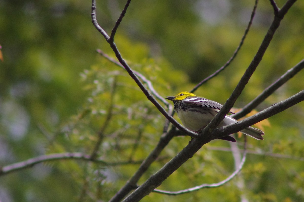 Black-throated Green Warbler - ML337065921