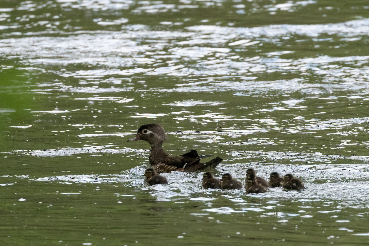 Wood Duck - ML337067181