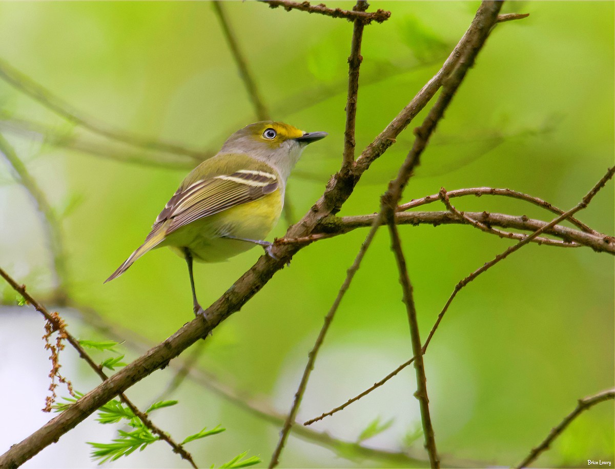 White-eyed Vireo - ML337067411