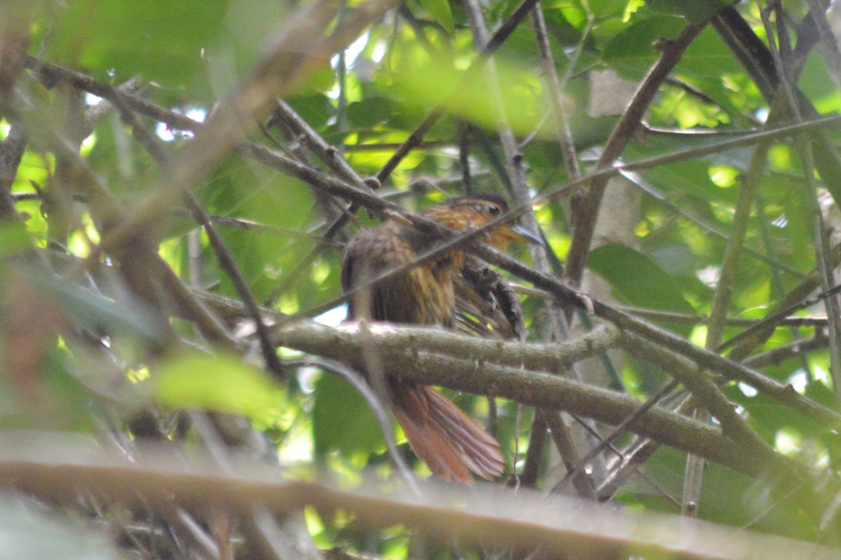 Fawn-throated Foliage-gleaner - Carlos Mancera (Tuxtla Birding Club)