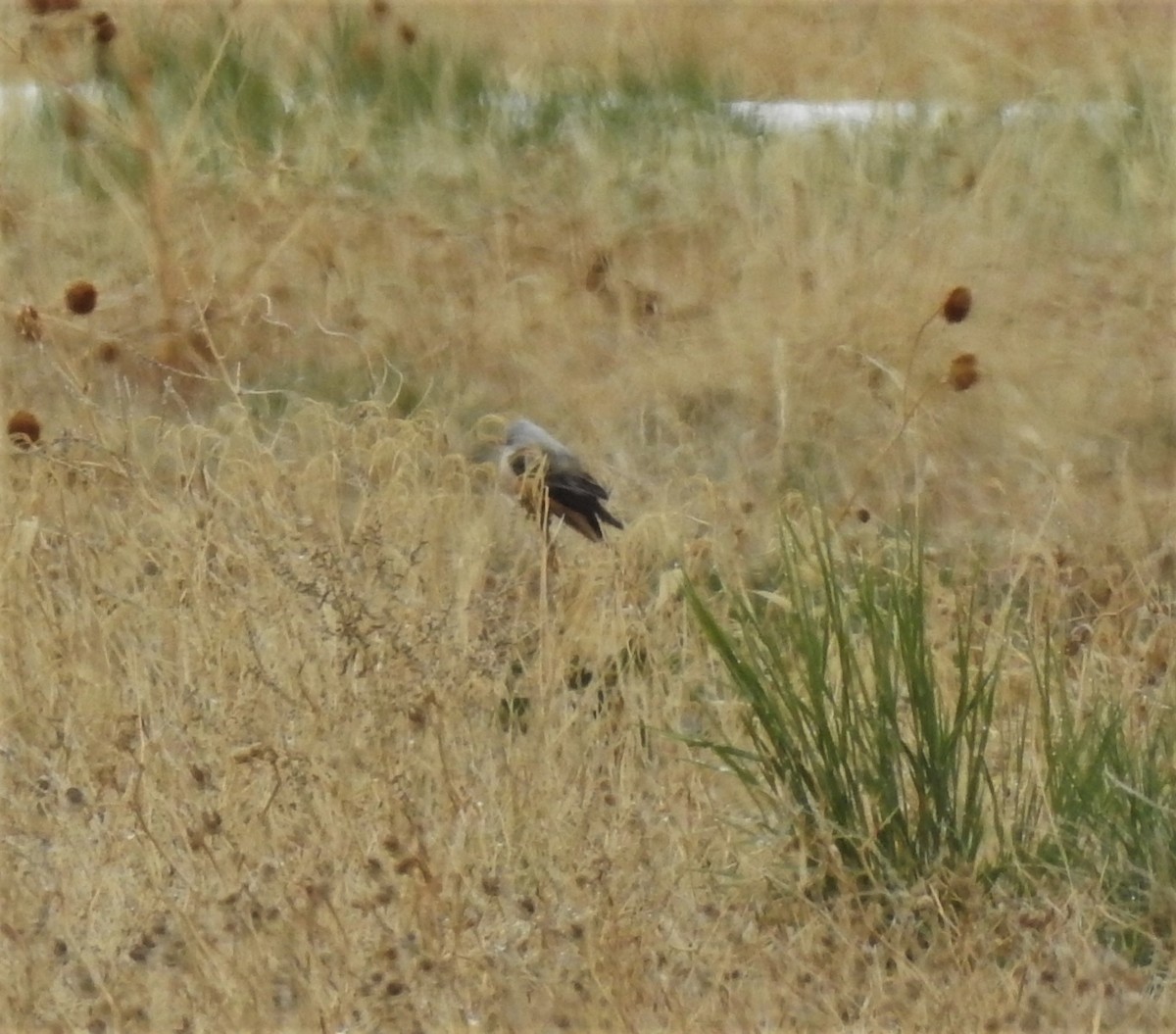 Scissor-tailed Flycatcher - ML337067881