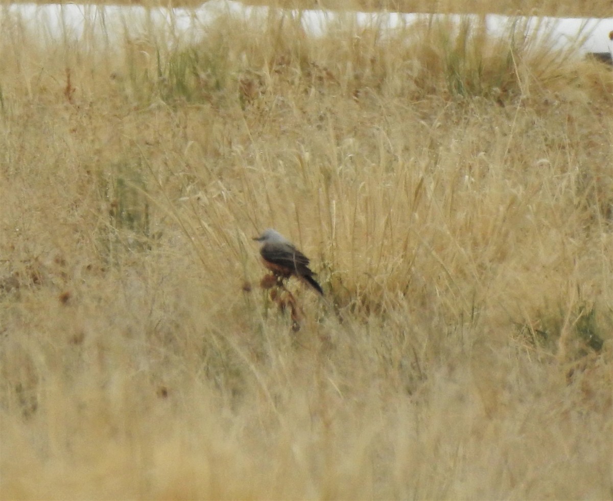Scissor-tailed Flycatcher - ML337067911