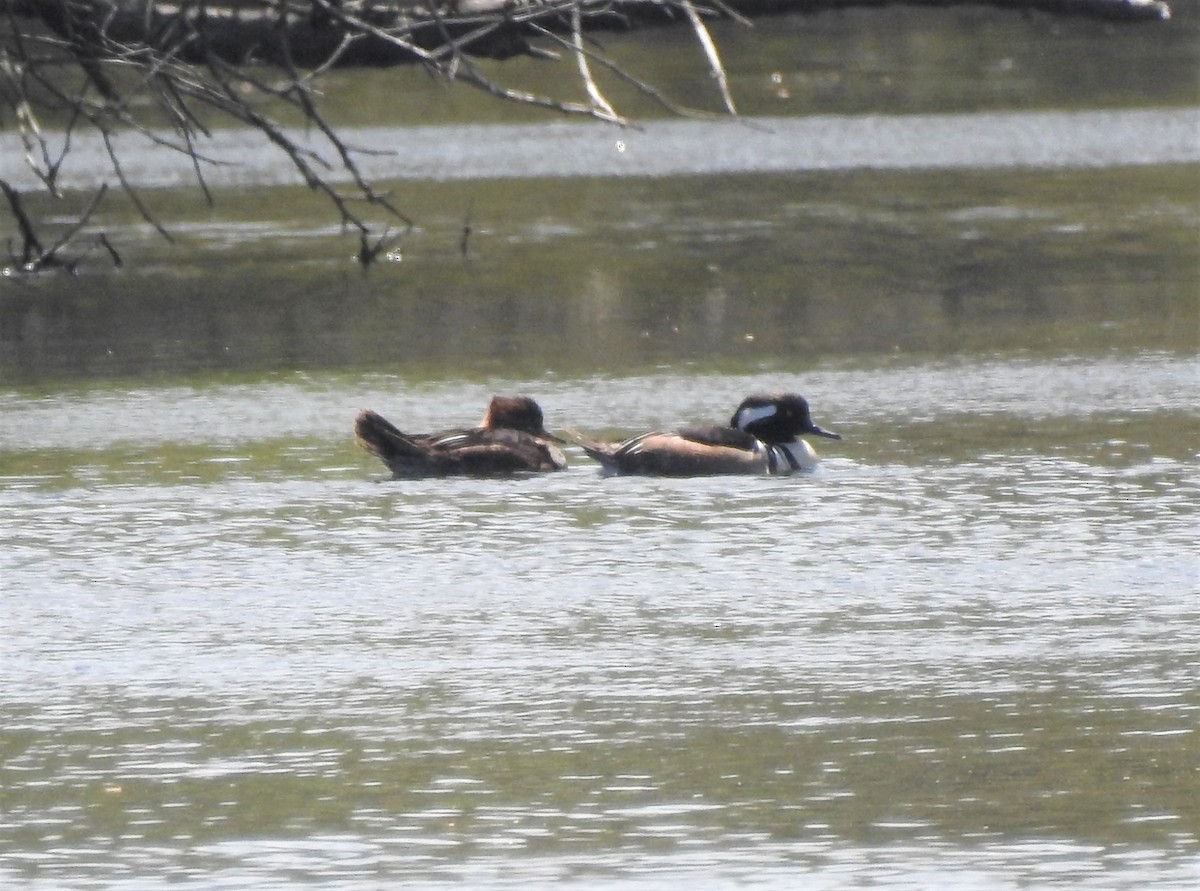 Hooded Merganser - ML337068541