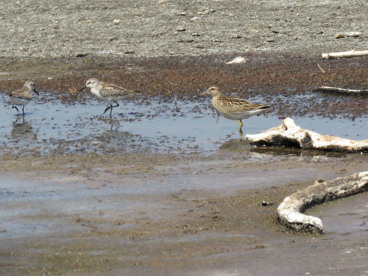 Pectoral Sandpiper - Jane Thompson