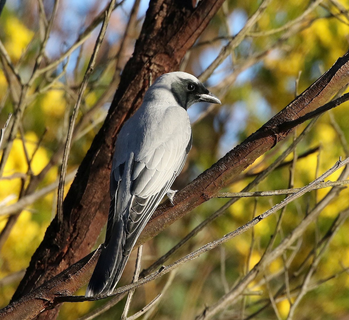 Black-faced Cuckooshrike - ML33707031