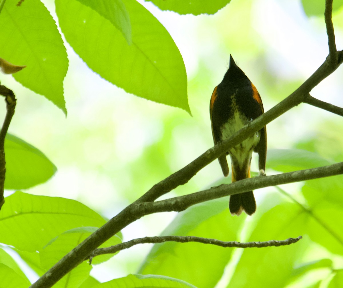 American Redstart - ML337070871