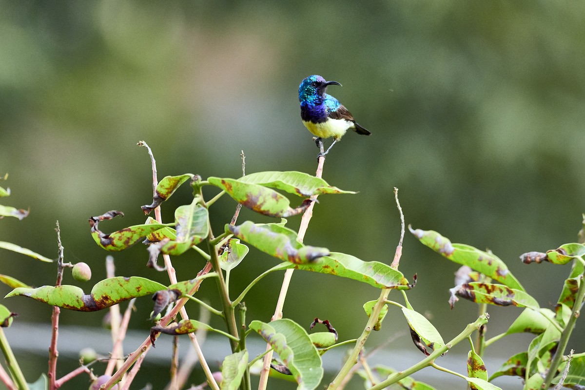 Variable Sunbird - Jorge Wolf