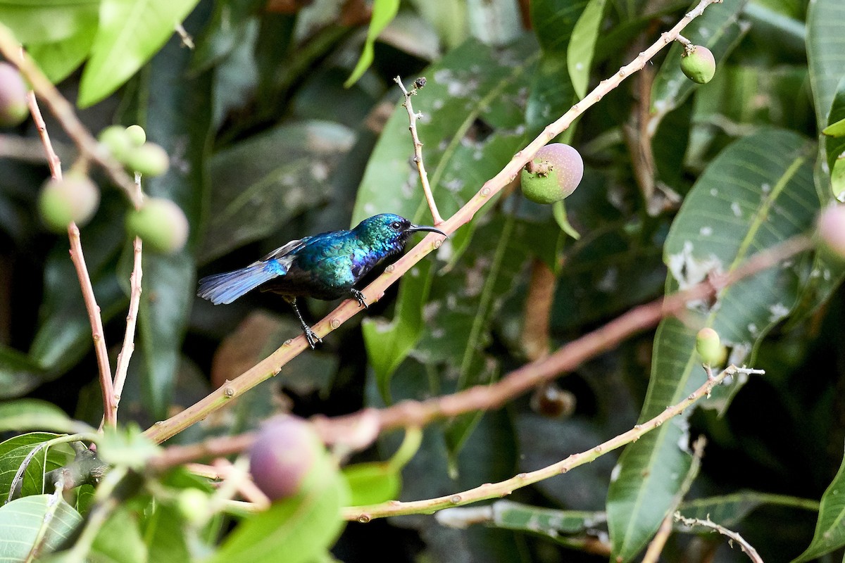 Variable Sunbird - ML337071871