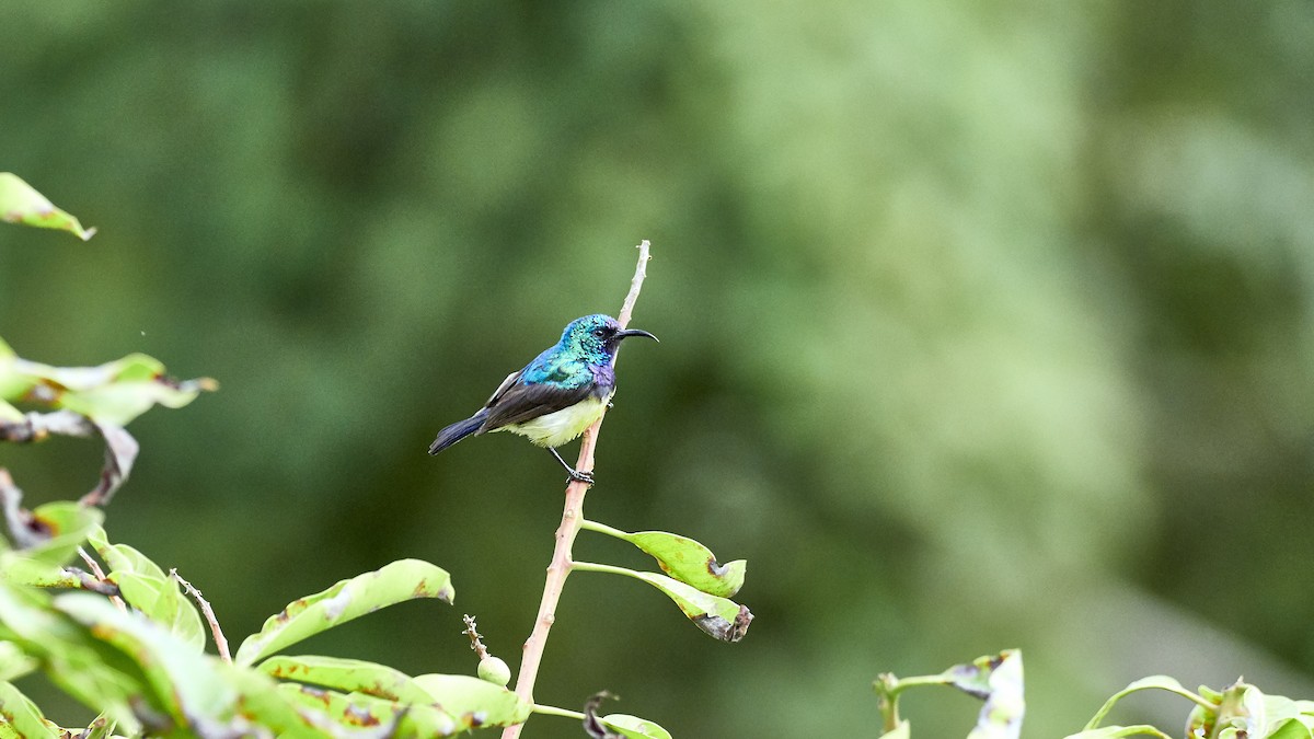 Variable Sunbird - ML337071941