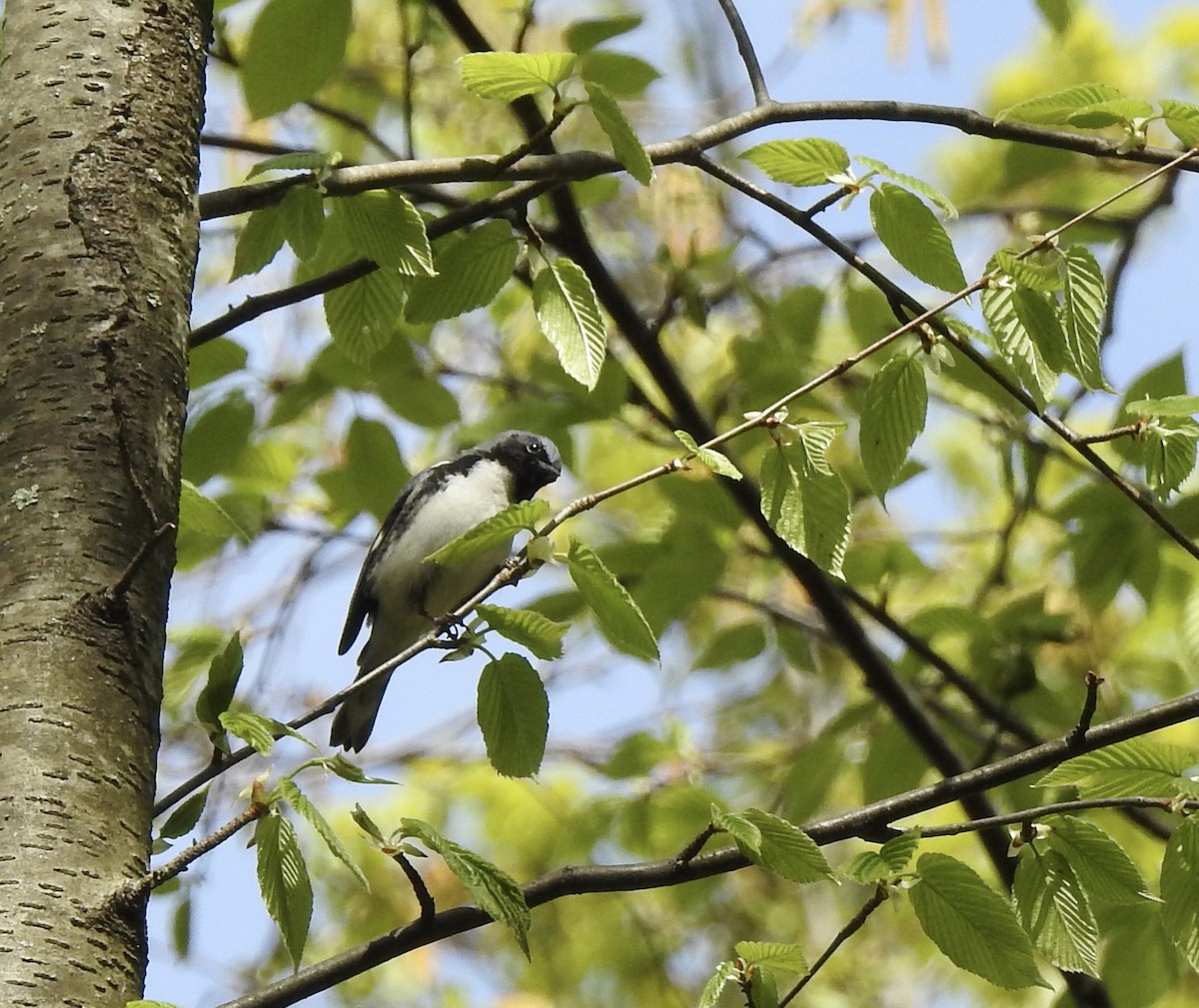 Black-throated Blue Warbler - ML337072451